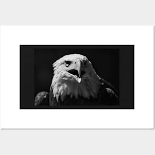 Bald Eagle Portrait 1 Posters and Art